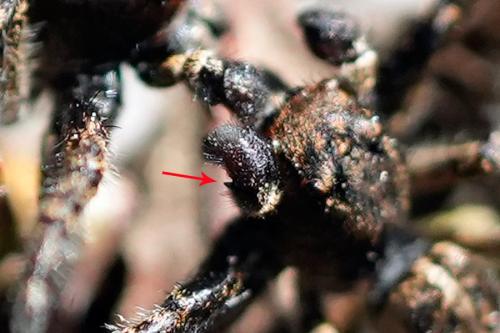Pellenes lapponicus